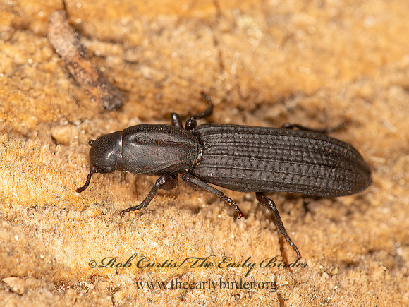 Deretaphrus oregonensis  DRY BARK BEETLE 9058719z