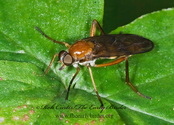 Dialysis fasciventris  XYLOPHAGID FLY 6007682z