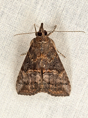Hypena scabra  GREEN CLOVERWORM MOTH 9047873z