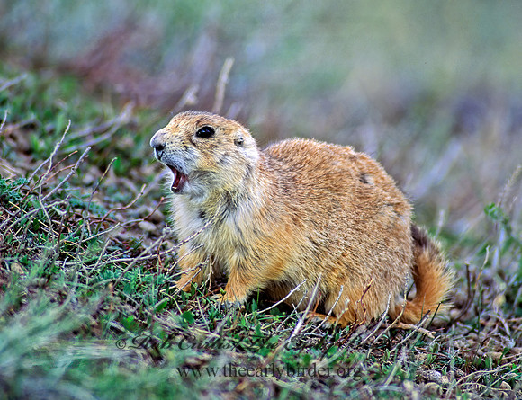 Cynomys ludovicianus  BLACK-TAILED PRAIRIE DOG 144014z