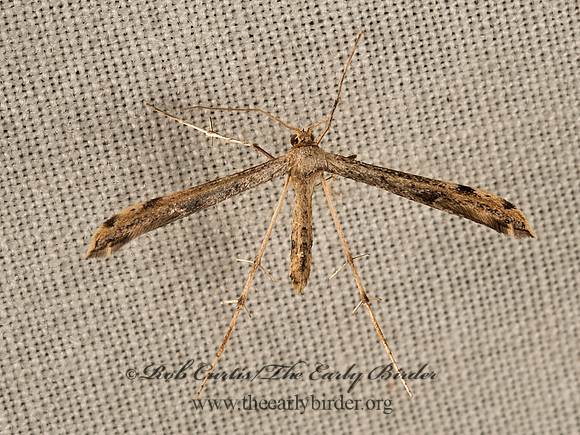 Adaina ambrosiae  RAGWEED PLUME MOTH  PLUME MOTH 9049905