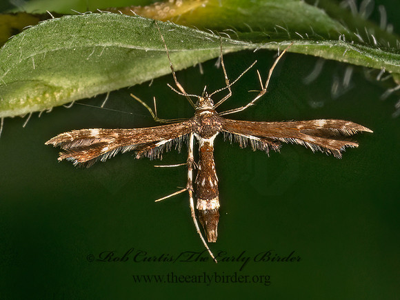 Geina buscki or tenuidactylus  PLUME MOTH 9080121z