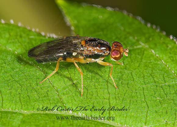 Chyliza notata  RUST FLY 8014492z