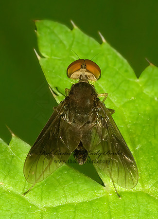 Chrysopilus quadratus  SNIPE FLY 4001910z