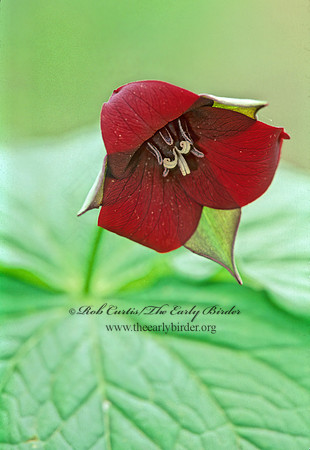 Trillium erectum  RED TRILLIUM 265727z