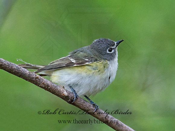Vireo solitarius  BLUE-HEADED VIREO 9010955z