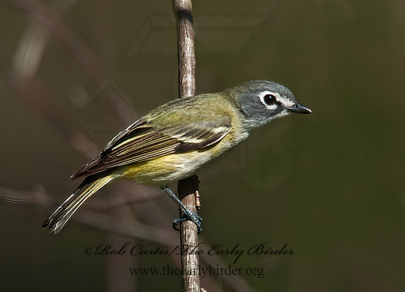 Vireo solitarius  BLUE-HEADED VIREO 3007513z