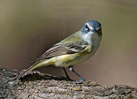 Vireo solitarius  BLUE-HEADED VIREO 3007517z