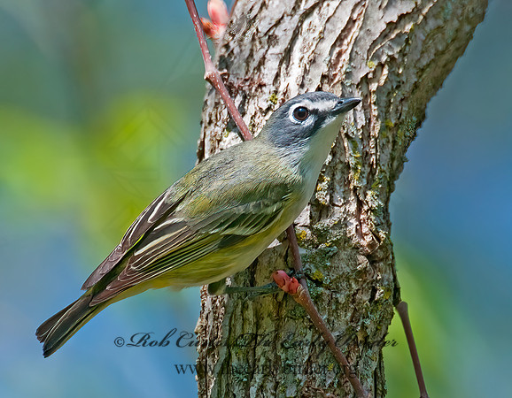 Vireo solitarius  BLUE-HEADED VIREO 3007520z