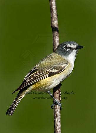Vireo solitarius  BLUE-HEADED VIREO 3007511z