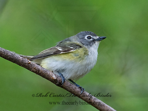 Vireo solitarius  BLUE-HEADED VIREO 9010957z