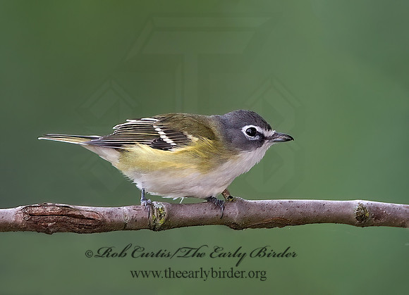 Vireo solitarius  BLUE-HEADED VIREO 9041915z