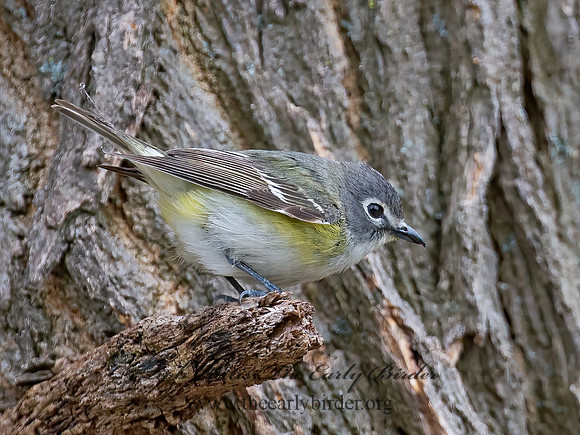 Vireo solitarius  BLUE-HEADED VIREO 9010958z