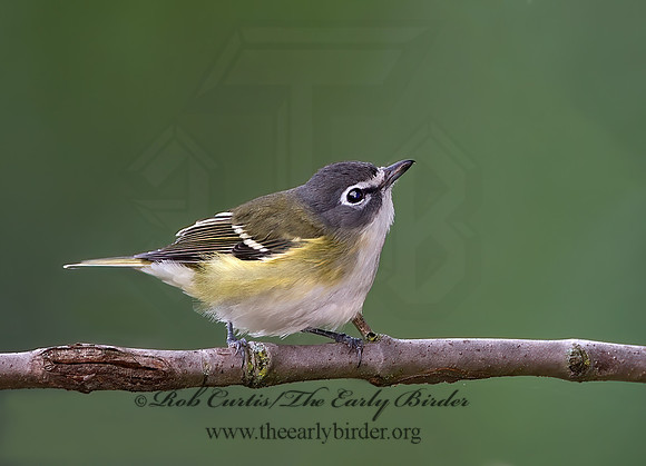 Vireo solitarius  BLUE-HEADED VIREO 9041916z