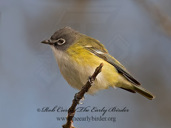 Vireo solitarius  BLUE-HEADED VIREO 9063033z