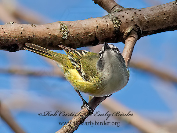 Vireo solitarius  BLUE-HEADED VIREO 9063044z
