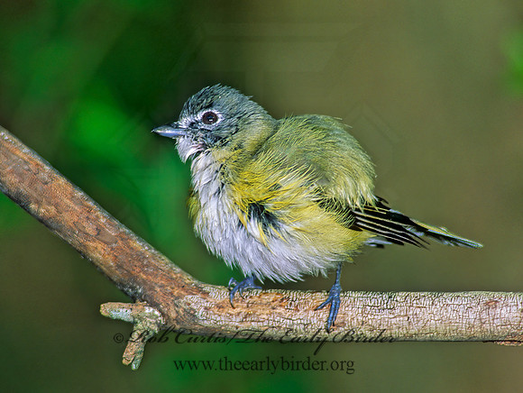 Vireo solitarius  BLUE-HEADED VIREO 185229z