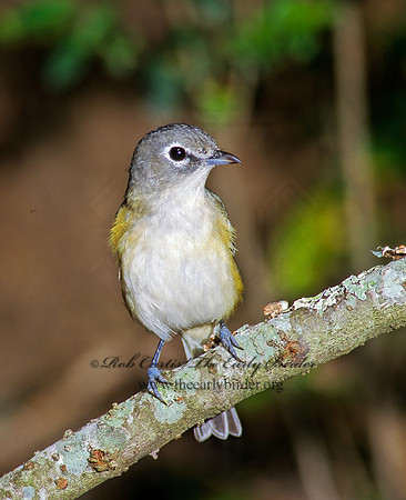 Vireo solitarius  BLUE-HEADED VIREO 185401z