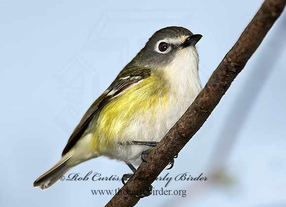 Vireo solitarius  BLUE-HEADED VIREO 6004691z