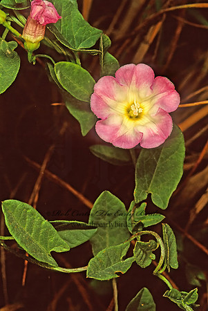 Convolvulus arvensis  FIELD BINDWEED 115519z