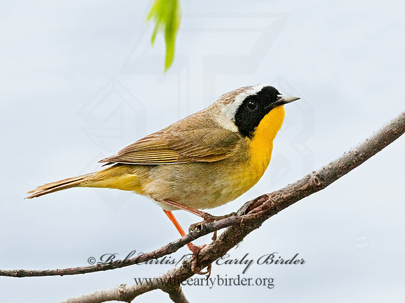 Geothylpis trichas  COMMON YELLOWTHROAT 3007305z