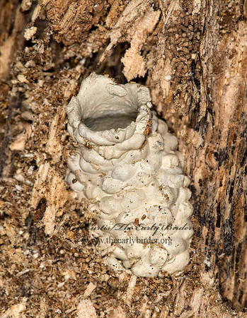 Eumenes 6007997 nestz