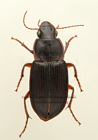 Harpalus (Pseudoophonus) pensylvanicus 9019545 ~z