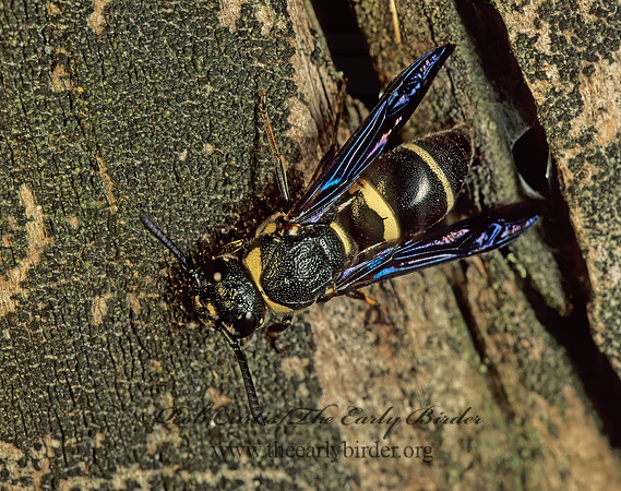 Euodynerus leucomelas 171823z