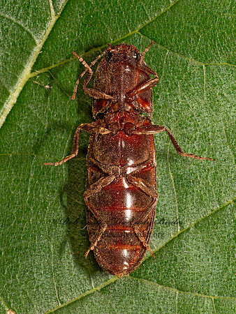 Hemicrepidius nemnonius DENDROMETRINI CLICK BEETLE 9089910z