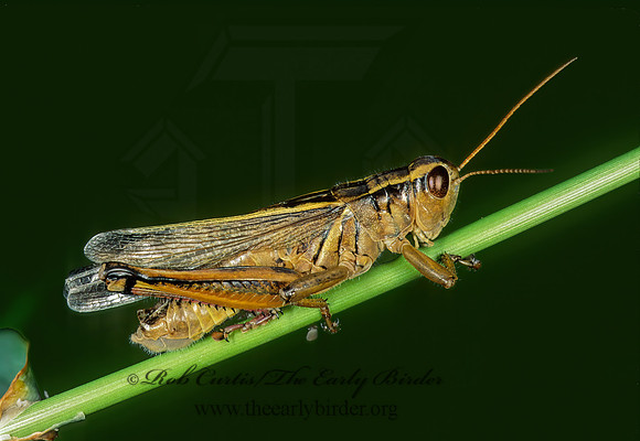 Melanoplus bivittatus  2-STRIPED GRASSHOPPER 207721z