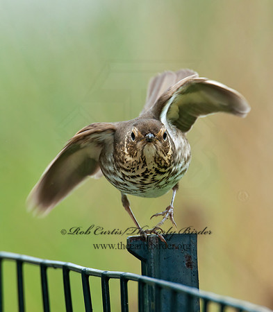 Catharus ustulatus  SWAINSON'S THRUSH 3007937z
