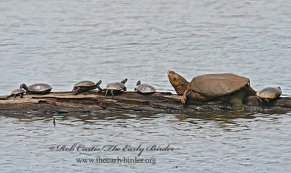 Chelydra serpentina  SNAPPING TURTLE 1302143z