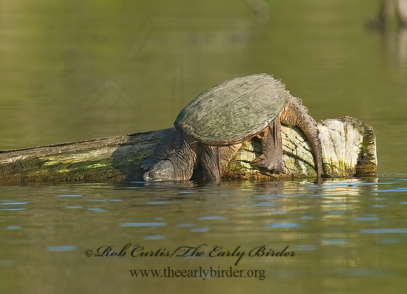 Chelydra serpentina  SNAPPING TURTLE 8017435z