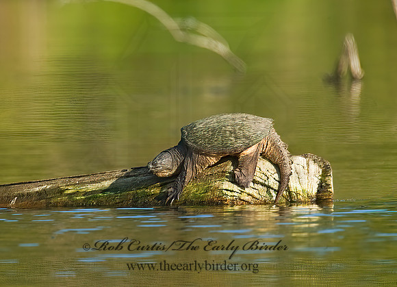 Chelydra serpentina  SNAPPING TURTLE 8017433z