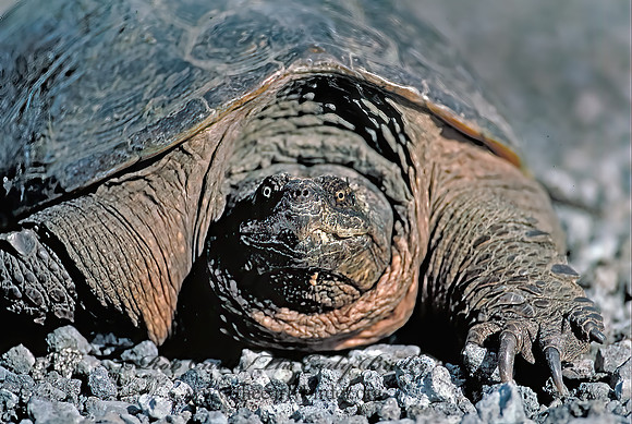 Chelydra serpentina  SNAPPING TURTLE 28001z