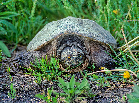 Chelydra serpentina  SNAPPING TURTLE 27532z
