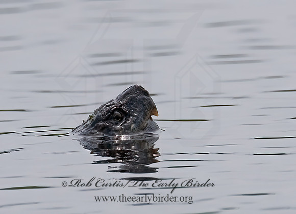 Chelydra serpentina  SNAPPING TURTLE 7016636z