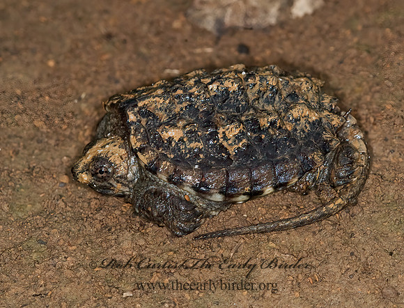 Chelydra serpentina  SNAPPING TURTLE  6013215z