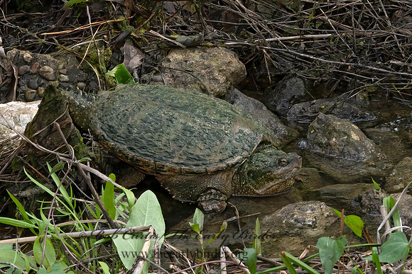 Chelydra serpentina  SNAPPING TURTLE 3028517z