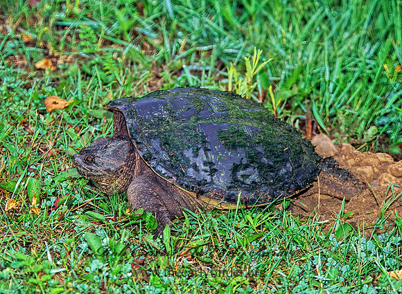 Chelydra serpentina  SNAPPING TURTLE 1273318z