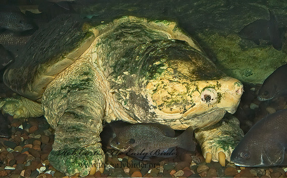 Macroclemys temminckii  ALLIGATOR SNAPPING TURTLE 4003255z