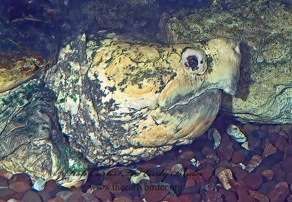 Macroclemys temminckii  ALLIGATOR SNAPPING TURTLE 4002431z