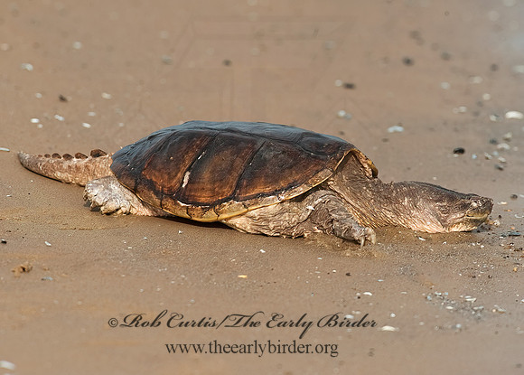 Chelydra serpentina  SNAPPING TURTLE 8025915z