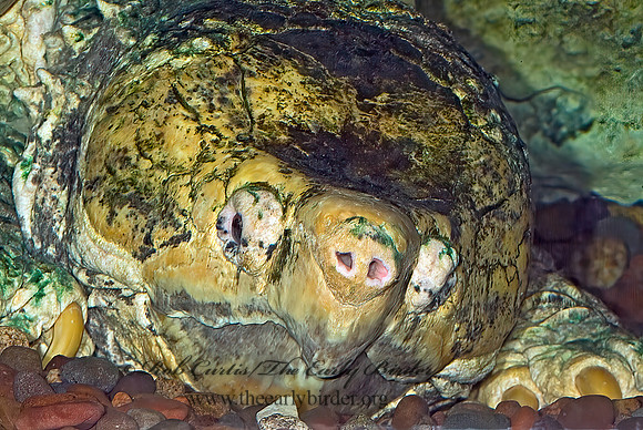Macroclemys temminckii  ALLIGATOR SNAPPING TURTLE 4002078z