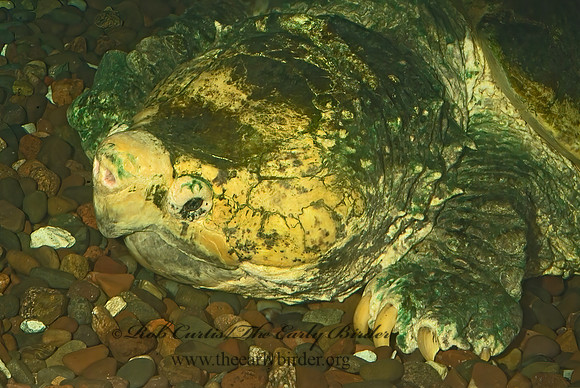 Macroclemys temminckii  ALLIGATOR SNAPPING TURTLE 4002475z