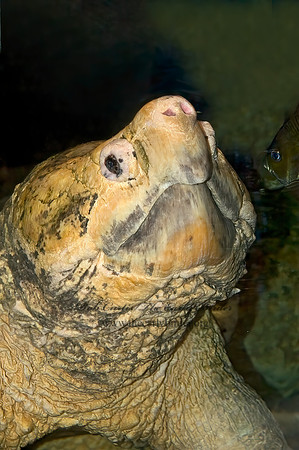 Macroclemys temminckii  ALLIGATOR SNAPPING TURTLE 5011122z