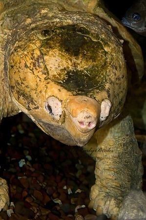 Macroclemys temminckii  ALLIGATOR SNAPPING TURTLE 5011123z