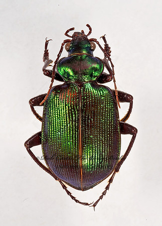 Calosoma stimuli~ 9015887z