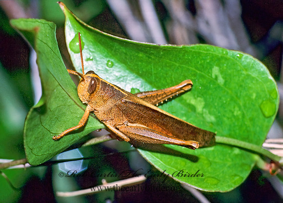 Schistocerca damnifica MISCHIEVOUS BIRD GRASSHOPPER 21907z