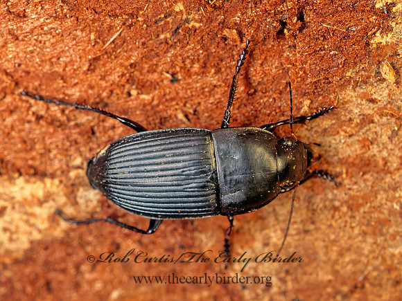 Anisodactylus anthracinus 171229z